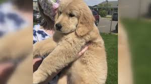 Golden retriever puppies in michigan. Our Paws Puppies Are Here Wzzm13 Com