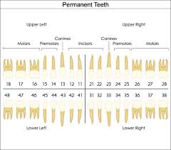 Dental Charts To Help You Understand The Tooth Numbering