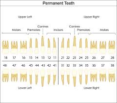 dental charts to help you understand the tooth numbering