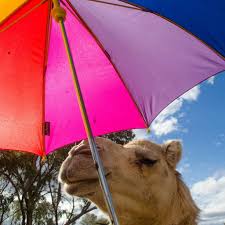 Waitng for friday plz pzl pzl. Camel Ride Alice Springs 89 Free Shuttle Alice S Secret Travellers Inn