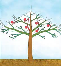 Warum bäume überhaupt beschneiden, wo es doch in der natur auch keiner macht? Einen Apfelbaum Richtig Schneiden Das Haus