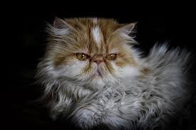 Cats & kittens for sale & rehome near southampton. 20 Most Expensive Cat Breeds In The World Crazy Rich Pets