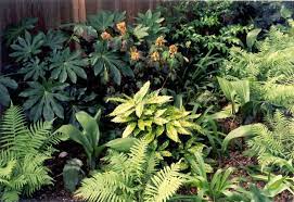 Maybe you would like to learn more about one of these? Cold Hardy Tropical Jungle In The Shade Garden Projects Amazing Gardens Unique Gardens