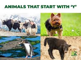 In the english language, animals have different names depending on whether they are male, female, young, domesticated, or in groups. Animals That Start With Y Listed With Pictures Facts Az Animals