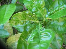 Lemon tree with curled leaf. Why Are My Lemon Leaves Curling The Garden Of Eaden