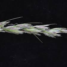 Image result for Scleria melanomphala