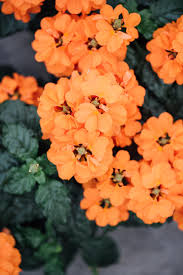 Image result for Crossandra fruticulosa