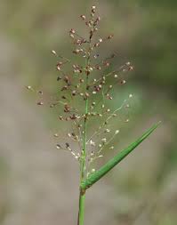 Image result for Dichapetalum deflexum