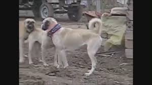 Ala Kangal Cetesi Izlesene Com