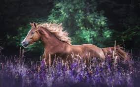 Desktop Wallpaper Horse Run Meadow Animals Hd Image Picture Background 62a1ae Horse Wallpaper Horses Animals