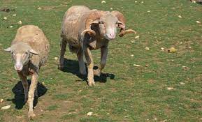 Un parc animalier est un établissement (ou espace) zoologique ouvert au public, présentant et élevant des animaux sauvages et/ou domestiques. Parc Animalier De Saint Clar Photo De Le Vallon Des Kangourous L Isle Bouzon Tripadvisor