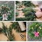 Wreath Making Workshop (2) - Foxhill House and Woodlands, Tarvin Road Event Image