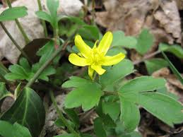Image result for Ranunculus raeae