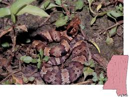 We did not find results for: Mdwfp Venomous Snakes Of Mississippi