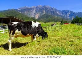 Above the highlands of kundasang is the desa dairy cattle farm. Shutterstock Puzzlepix