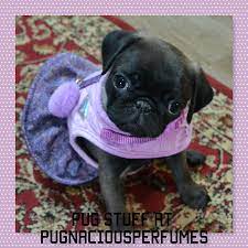 Pug Items Perfume Oils Pug Clothing Pets Dogs Pugs Perfume Homedecor Magnets Small Business Gifts Unique Items Products Gifts For Pet Lovers