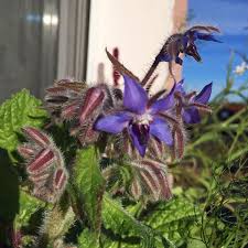 Image result for Borago officinalis