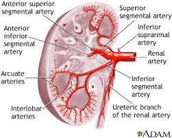 kidney blood supply mclaren health information health