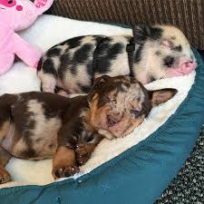 4.1 out of 5 stars. An Abandoned Baby Piglet And A Puppy Have Become The Best Of Friends