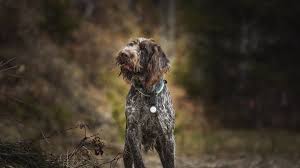 Image result for griffon korthalsův