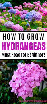 Hydrangea Care And Growing Tips Growing Hydrangeas Planting Hydrangeas Hydrangea Care