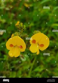 Image result for Smithia