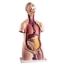 Learn about anatomy torso with free interactive flashcards. Classic Unisex Torso Model B13 For 383 04 In Torso Anatomy Model