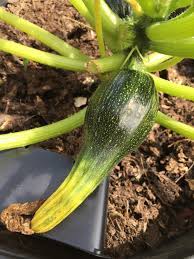 Maybe you would like to learn more about one of these? Zucchini Ends Yellow And Soft Blossom End Rot Or Calcium Deficient Vegetablegardening