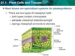 We did not find results for: 21 1 Plant Cells And Tissues Key Concept