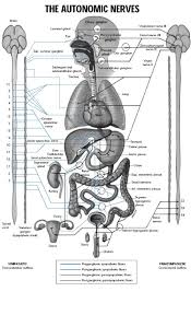 Physiology Of Adult Homo Sapiens Nervous System