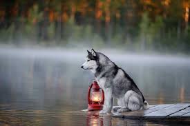 Siberian Husky Life Span How Long Do Huskies Live For