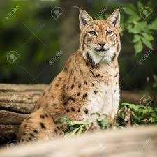 The caracal, despite sometimes being called persian lynx or … Eurasian Lynx Lynx Lynx Stock Photo Picture And Royalty Free Image Image 72288710
