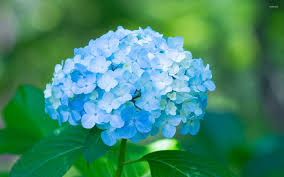 Art lovers will rejoice when they. Pink Hydrangea Wallpaper Flower Wallpapers 46365