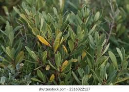 Image result for Myricaceae