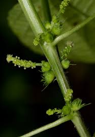 Image result for Acalypha ciliata