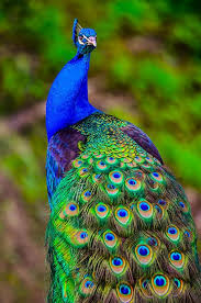 Peacock By Brian Stevens Beautiful Birds Colorful Birds Pretty Birds