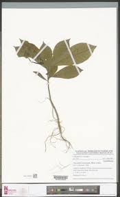 Image result for Petersianthus macrocarpus