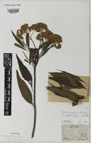 Image result for Nidorella vernonioides