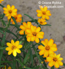 Image result for Zinnia angustifolia