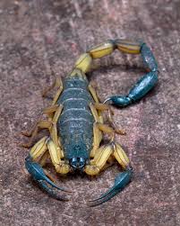 Image result for Scorpion