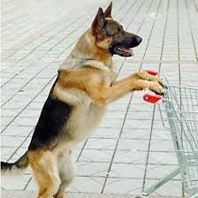 Can My Landlord Refuse To Allow Me An Emotional Support Animal German Shepherd Funny Animals Emotional Support Dog