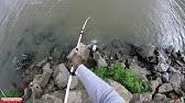 Two rods with enter the octagon.only 1 will. Shakespear Ugly Stik Dock Runner Zebco Dock Demand Deluxe Comparison Youtube