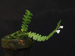 Image result for Angraecum distichum