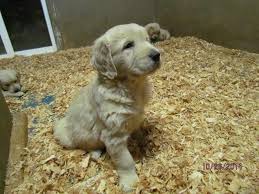 Check spelling or type a new query. Akc English Cream Golden Retriever Puppies For Sale In Arlington Washington Classified Americanlisted Com