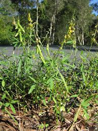 Image result for Crotalaria lanceolata