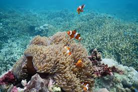 25+ lukisan pemandangan laut yang indah by. Pemandangan Bawah Laut Di Indonesia Ini Menakjubkan Tiket Com