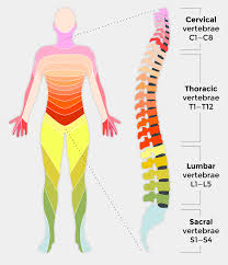 The spine is made of 33 individual bones stacked one on top of the other. Spinal Cord Injury And How It Affects People Back Up
