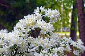 Les plantes de terre de bruyère se cultivent en sol acide. 8 Plantes Terre De Bruyere A Floraison Spectaculaire Jardiner Malin