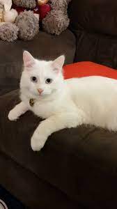 Check spelling or type a new query. 9 Month Old Kitten Not Eating Thecatsite