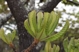 Image result for Sabicea dinklagei